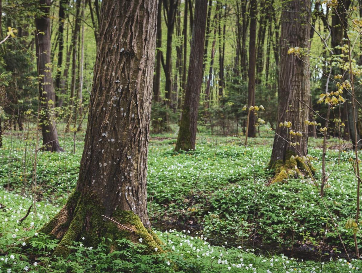 Lesna 21 Dom Poludnie Przy Puszcza Bialowieska Luka Экстерьер фото